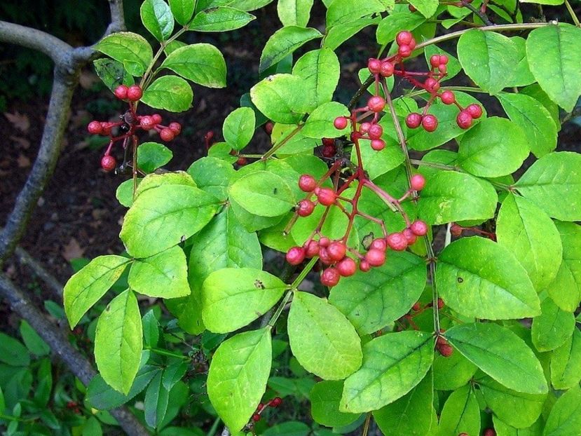 Zanthoxylum Simulans seminte pentru plantat - ACASA-Seminte 2018