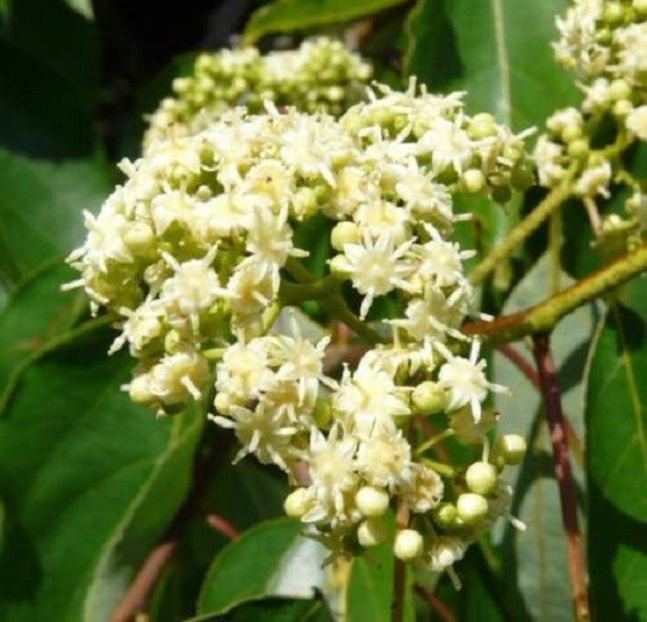 Hovenia Dulcis copac cu flori - ACASA-Seminte 2018