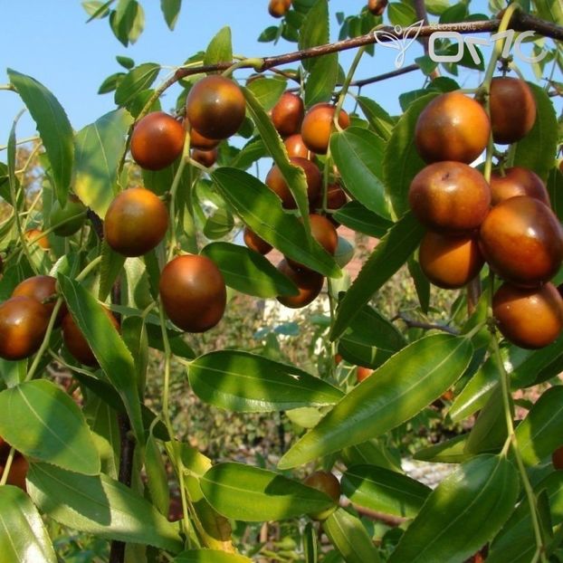 Ziziphus jujuba seminte pentru plantat - ACASA-Seminte 2018