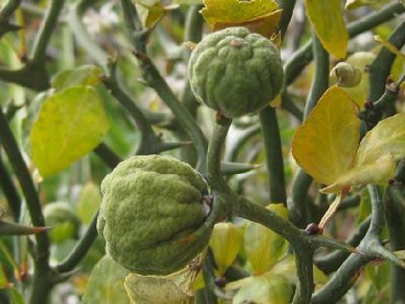 Poncirus Trifoliata - Seminte de Lamii pentru plantat in gradina - ACASA-Seminte 2018