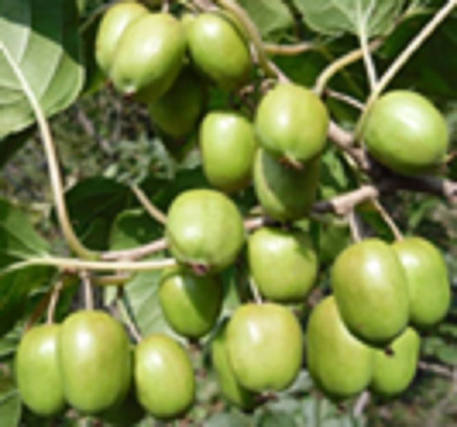 Actinidia arguta - ACASA-Seminte 2018