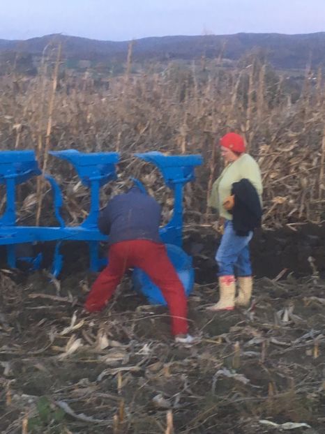 4681C3CB-3E07-45C6-8431-154BB165FBC8 - ARATURA DE TOAMNA