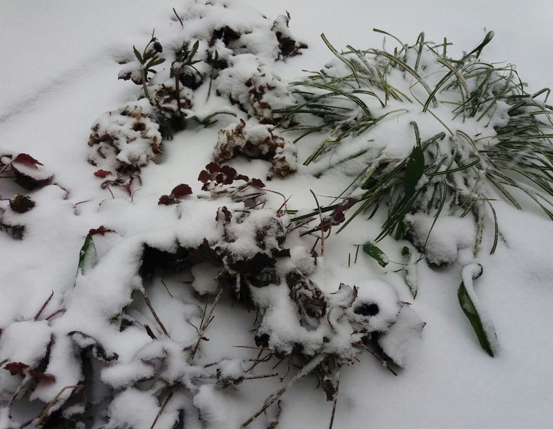 22 03, ninge, ninge.. - 2018 plantele mele