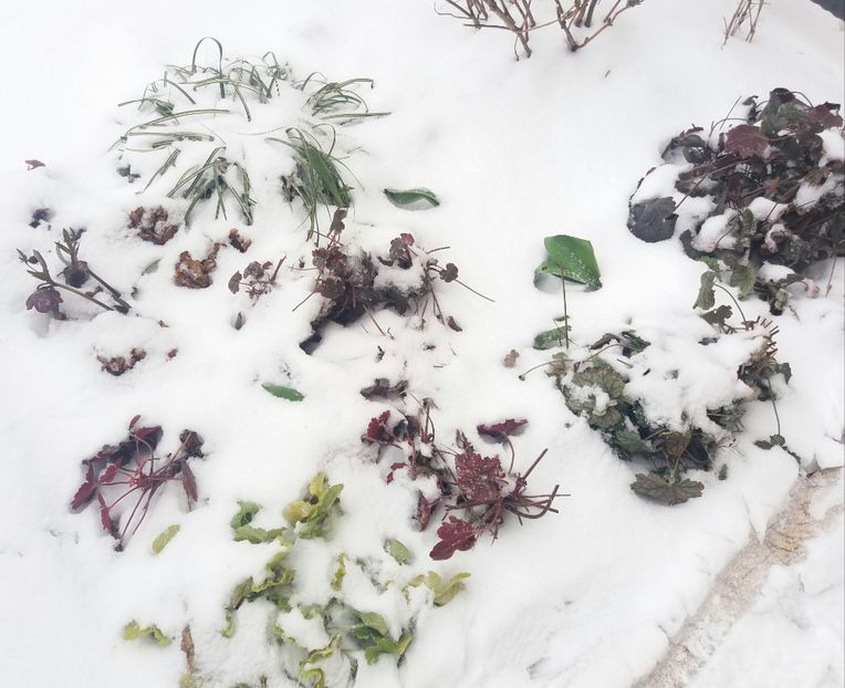  - 2018 plantele mele