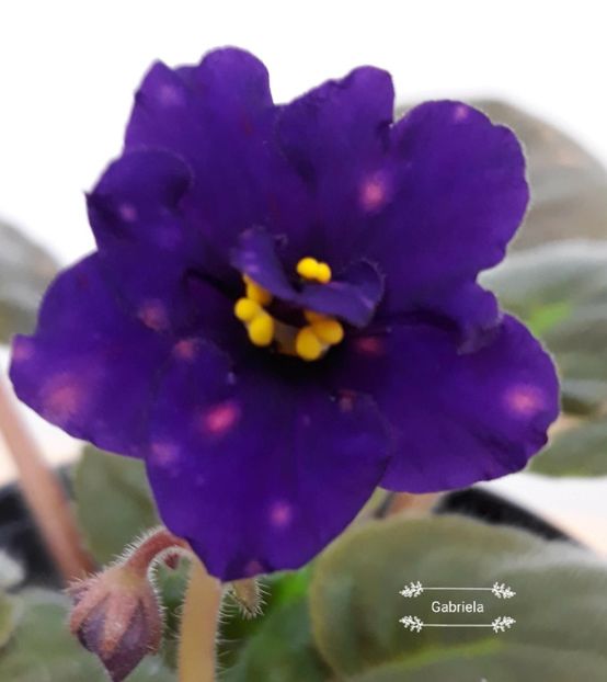 Bliznecy - AA violete africane de colectie