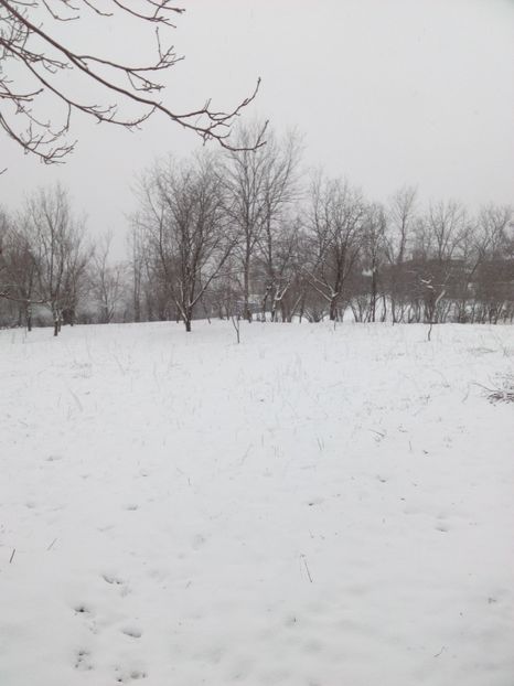  - AAAAA_PRIMAVARA_VARA 2018