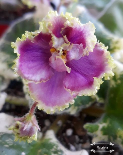  - Spring Dancer Sport