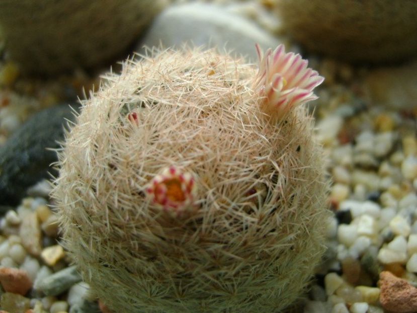 Mammillaria lasiacantha - Cactusi 2018