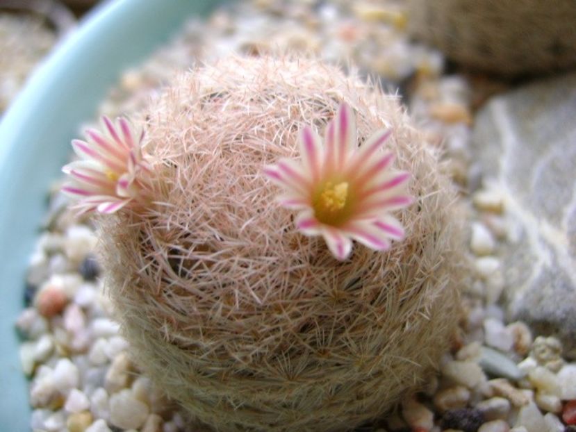 Mammillaria lasiacantha - Cactusi 2018