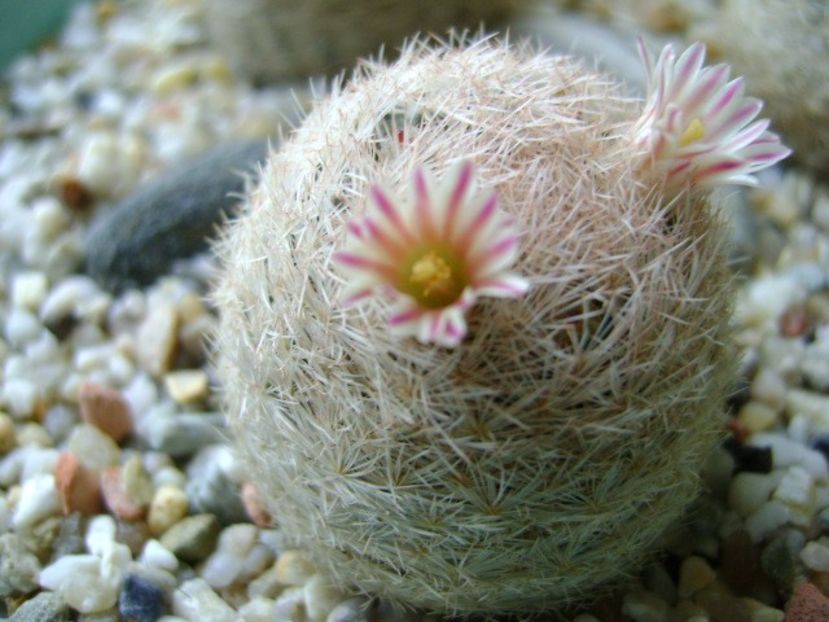 Mammillaria lasiacantha - Cactusi 2018