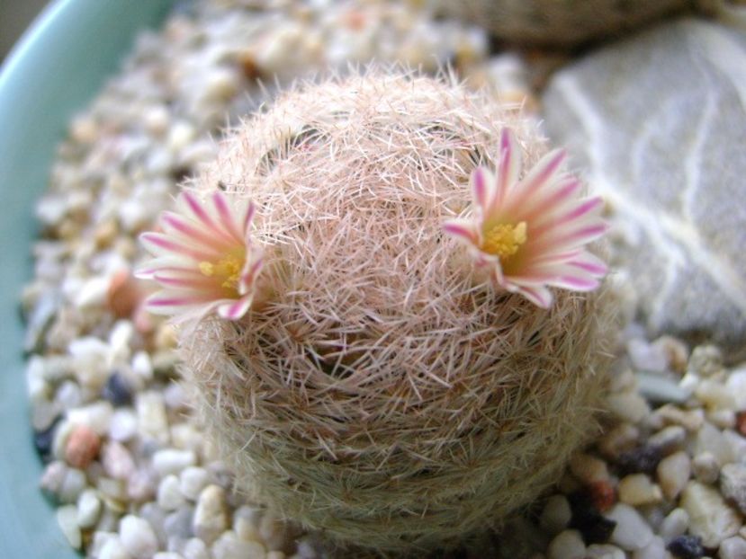 Mammillaria lasiacantha - Cactusi 2018