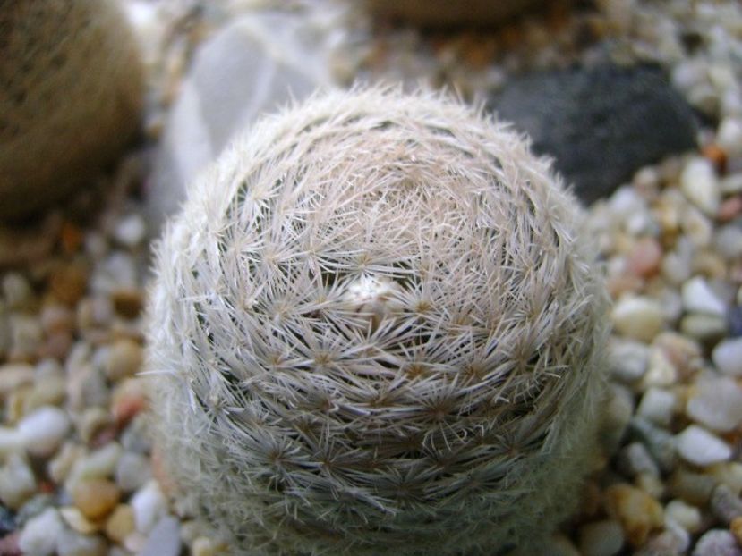 Mammillaria lasiacantha - Cactusi 2018