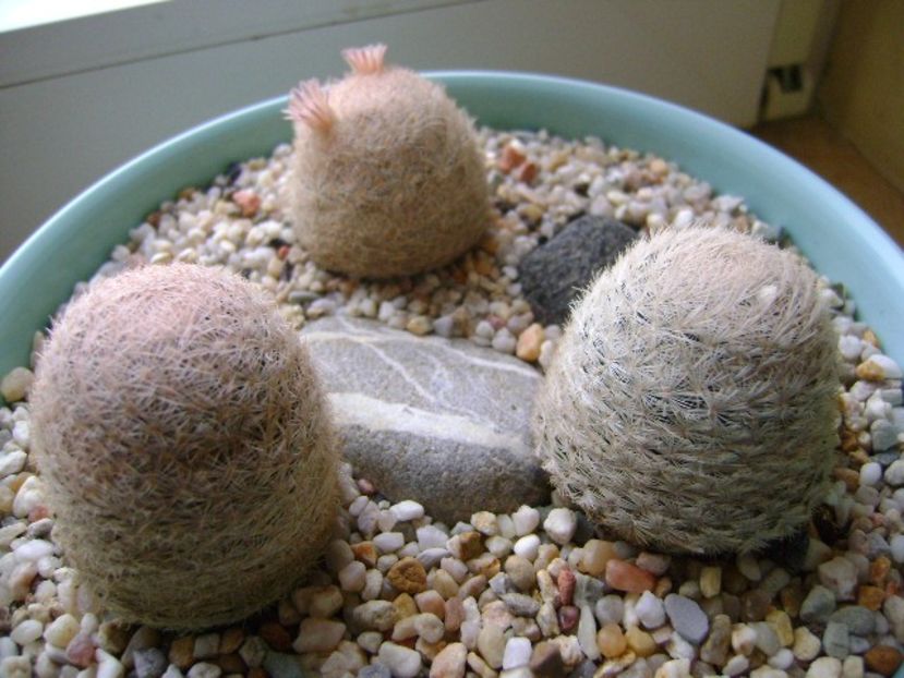 Mammillaria lasiacantha din 3 locatii diferite - Cactusi 2018