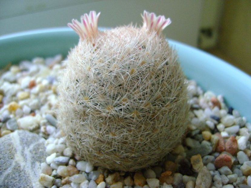 Mammillaria lasiacantha - Cactusi 2018