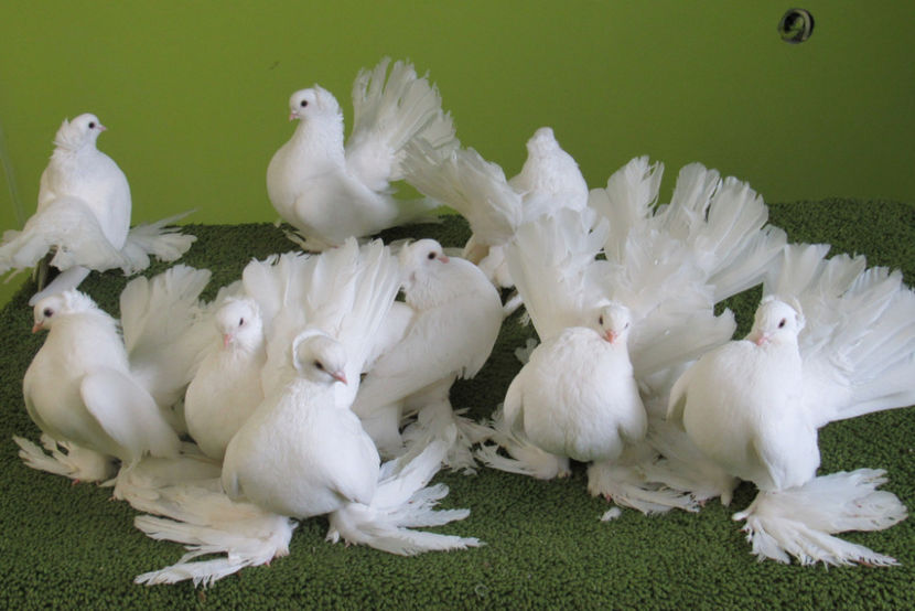  - PORUMBEI SIBERIENI OMSKI