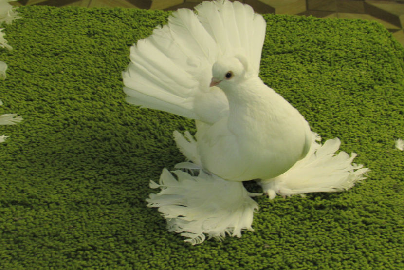  - PORUMBEI SIBERIENI OMSKI