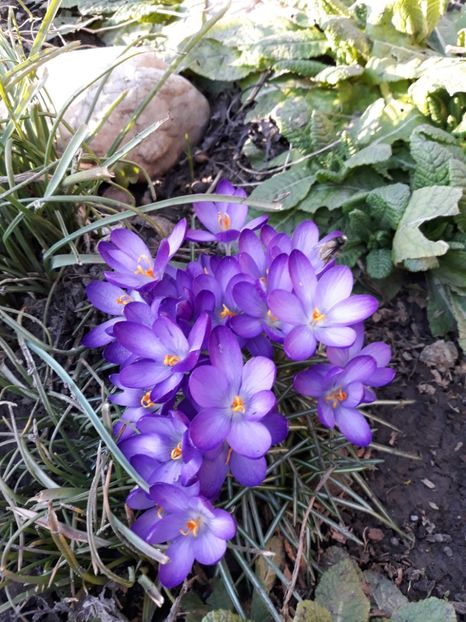  - Flori de gradina-2018 Primavara