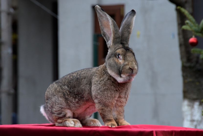 Tatal: H16 R899 Kirally - Fatari 2018