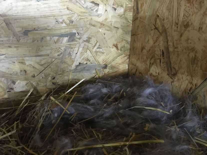 Fatare: 21.03.18 - Fatari 2018