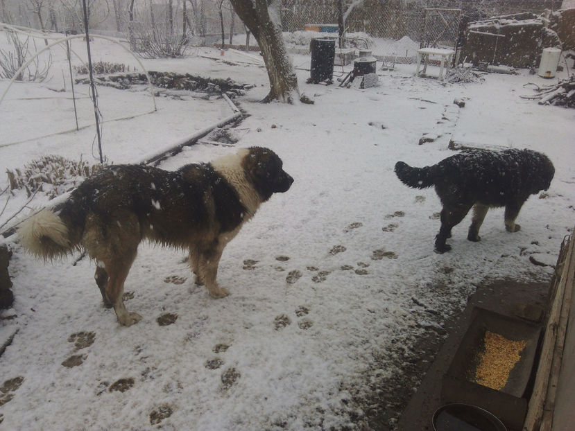 Caucazienii mei - 2018