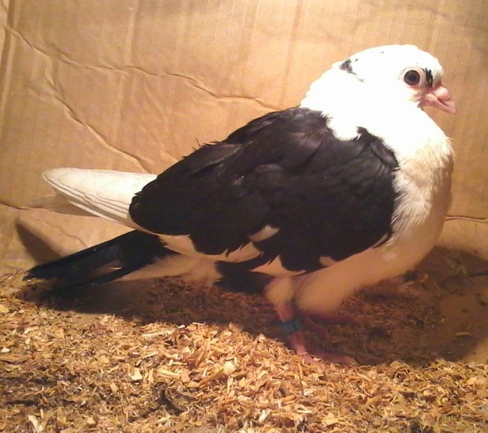 Din moriscari tari 2018 - z1-pui 2015 2016 2017 2018