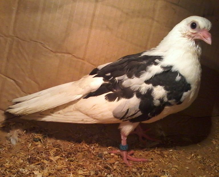 Din moriscari tari 2018 - z1-pui 2015 2016 2017 2018