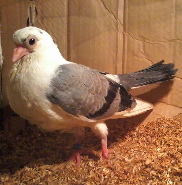 din moriscari tari 2018 - z1-pui 2015 2016 2017 2018