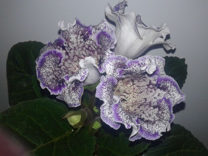  - GLOXINIA 2018