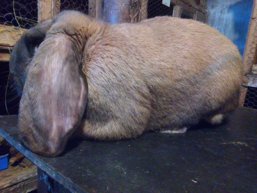 Fiul - A MASCUL BERBEC GERMAN NR 2