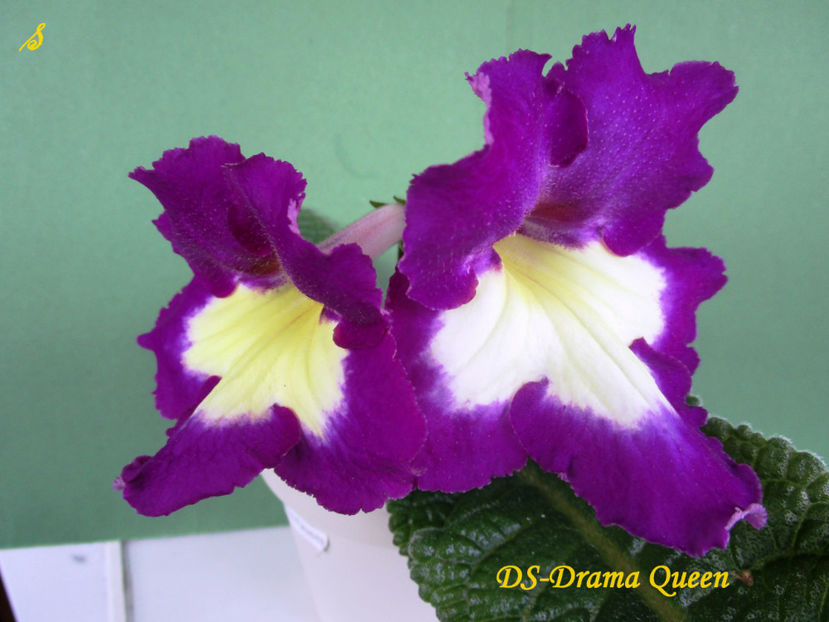 DS-Drama Queen(22-03-2018)\ - Streptocarpusi 2018