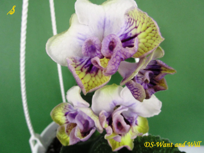 DS-Want and Will(22-03-2018) - Streptocarpusi 2018