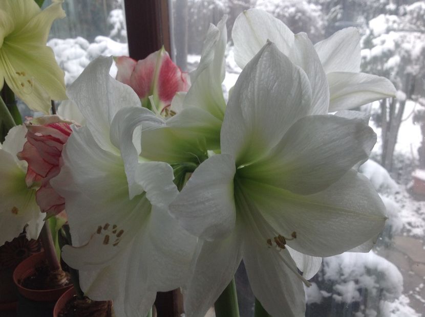 Antarctica - Amaryllis 2018