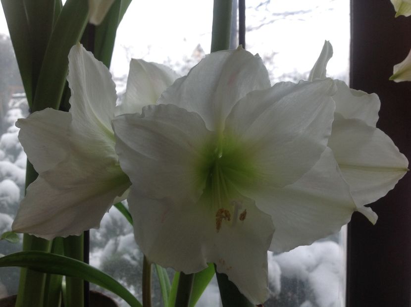 Alfresco trebuia sa fie - Amaryllis 2018