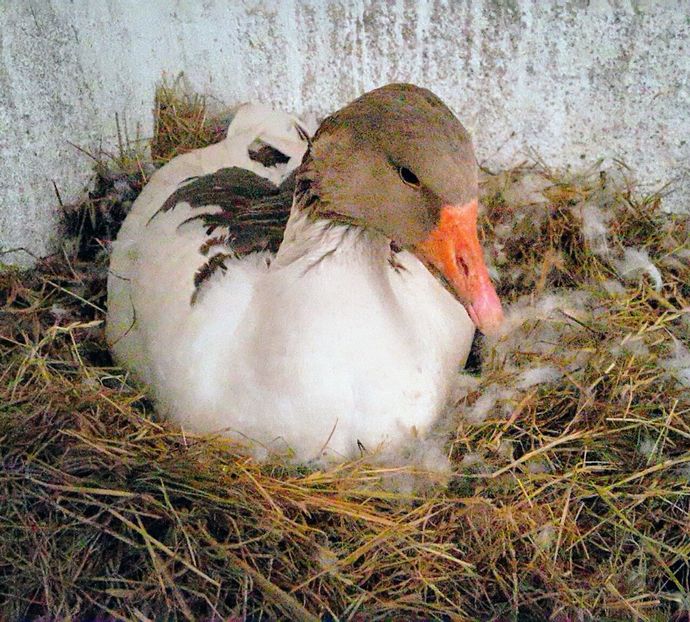 A doua - b-Boboci de Gâscă 2018
