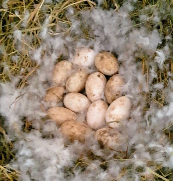 Cuibul ei - b-Boboci de Gâscă 2018