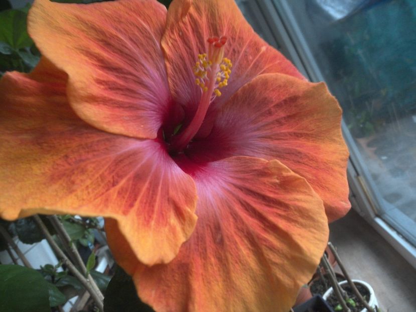 WIN_20180322_084607 - Taiwan Amanda