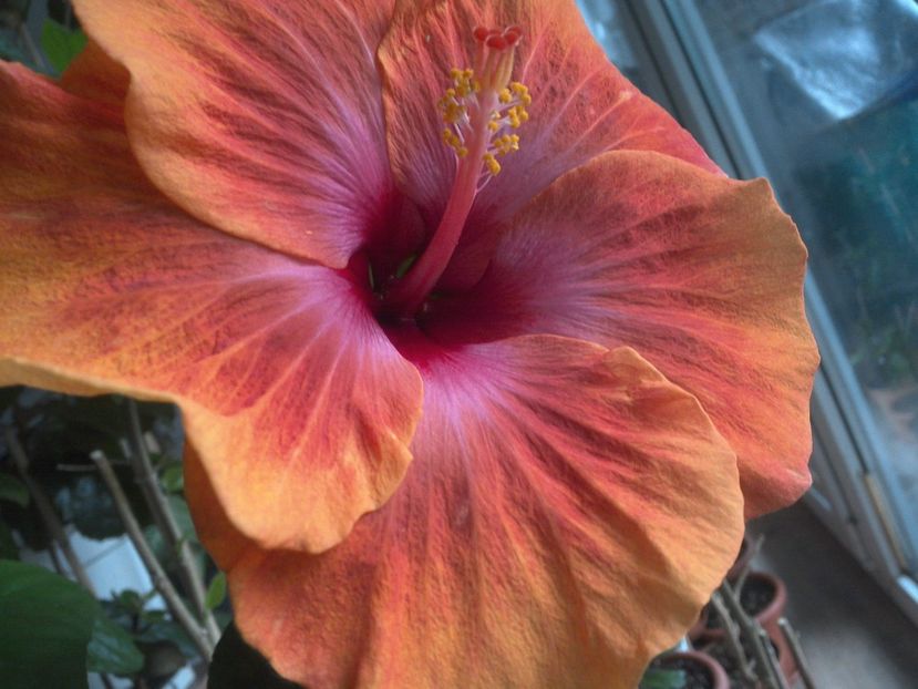 WIN_20180322_084628 - Taiwan Amanda