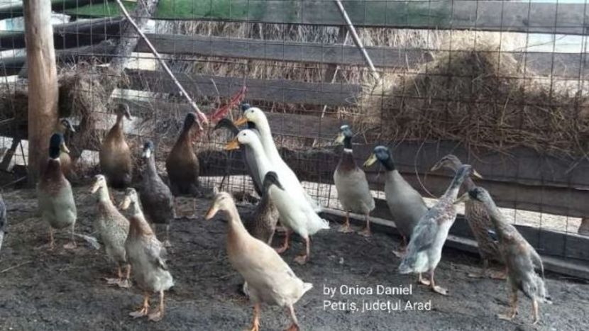 Vara 2017 - Ouă pentru incubat