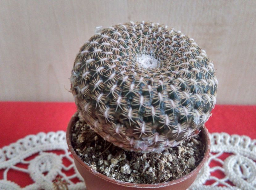 Rebutia arenacea - Cactusi si suculente 2018
