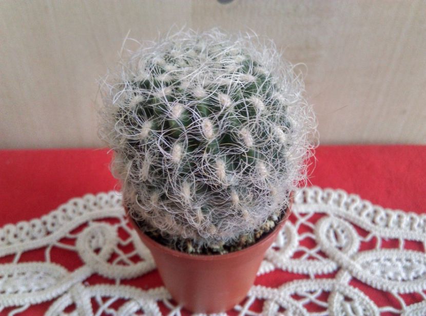 Neoporteria gerocephala - Cactusi si suculente 2018