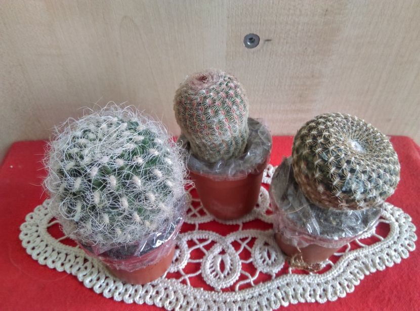  - Cactusi si suculente 2018