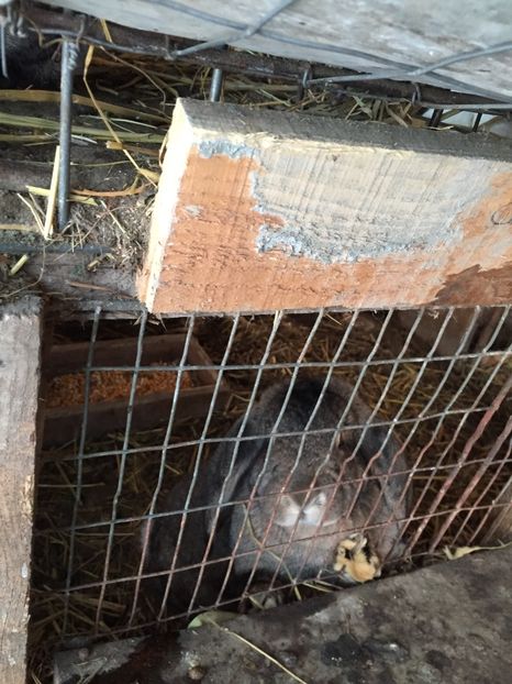 Femela BG - Berbec german