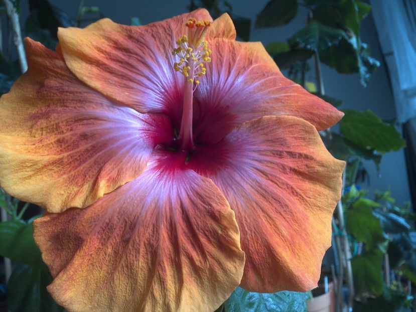 WIN_20180322_110118 - Taiwan Amanda