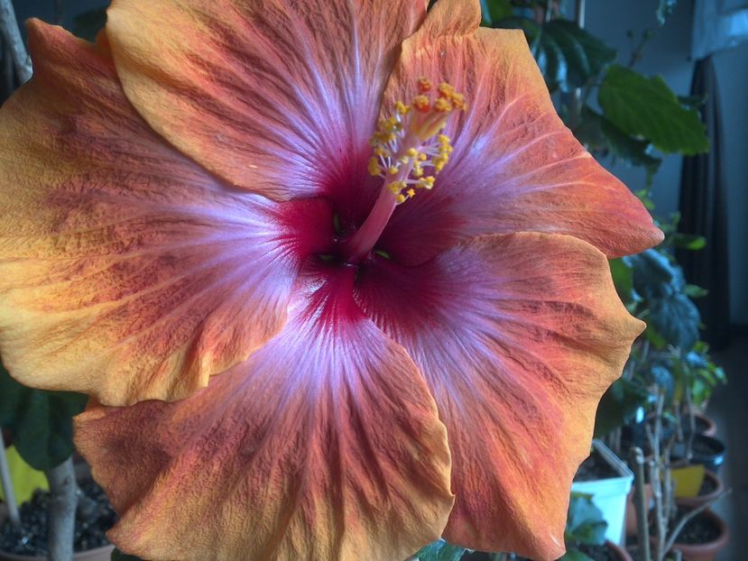 WIN_20180322_110127 - Taiwan Amanda