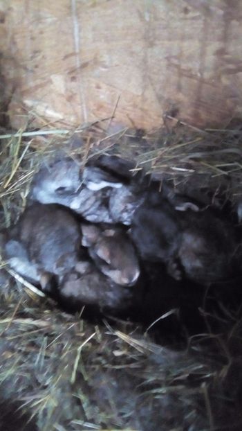 Agouti, chinchilla si negru - Cuib din 07-03-2018