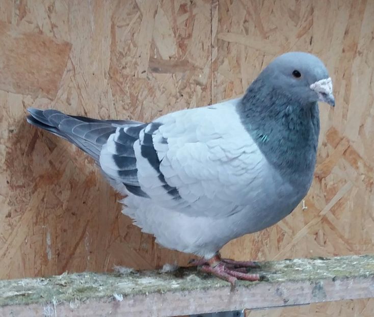 Nero 2017 - Pui 2017