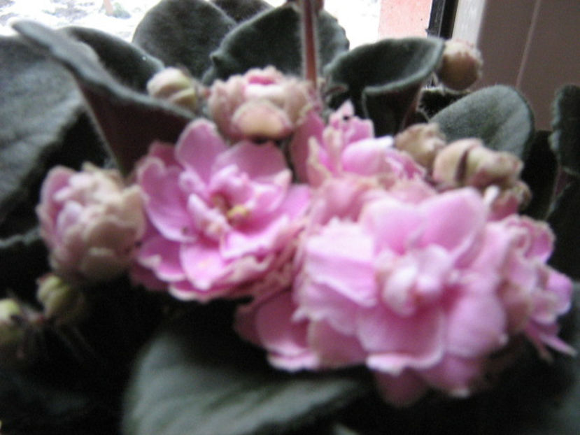 OP. MY DELICHT - violete africane