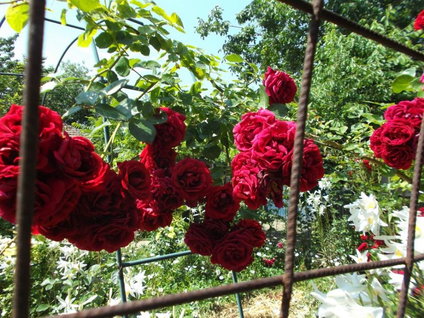  - Fructele din gradina