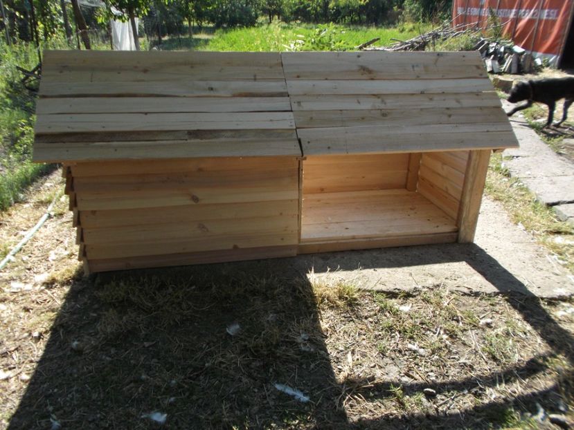  - Fructele din gradina