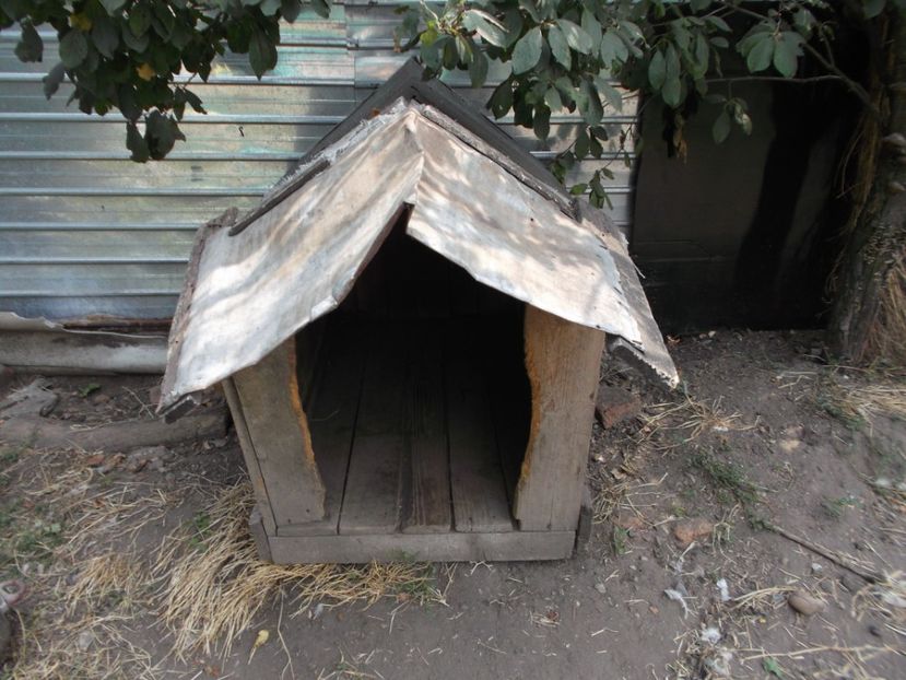  - Fructele din gradina